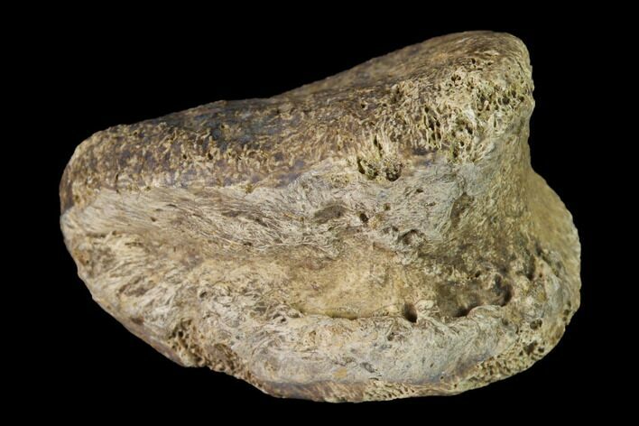 Fossil Hadrosaur Phalange - Alberta (Disposition #-) #143269